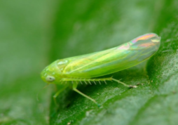 Mosquito verde de la vid, como actúa y tratamientos