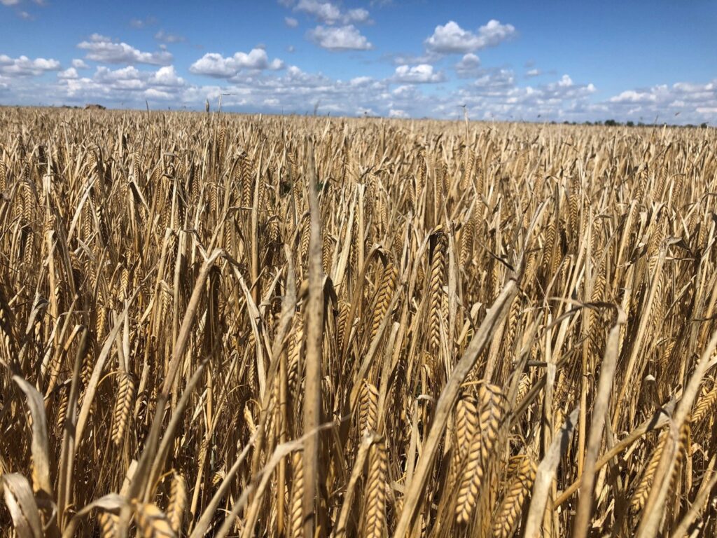 campo de cereal - semillas de cebada